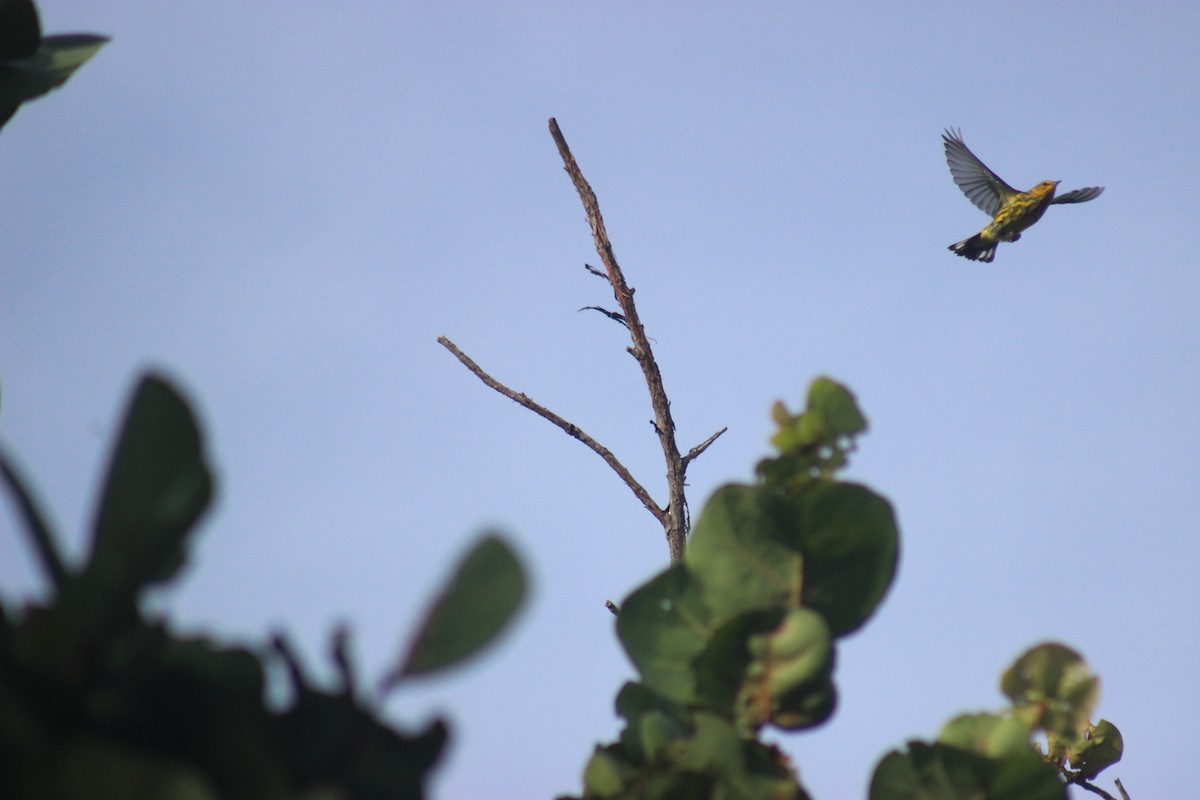 Cape May Warbler - Nicola Salino