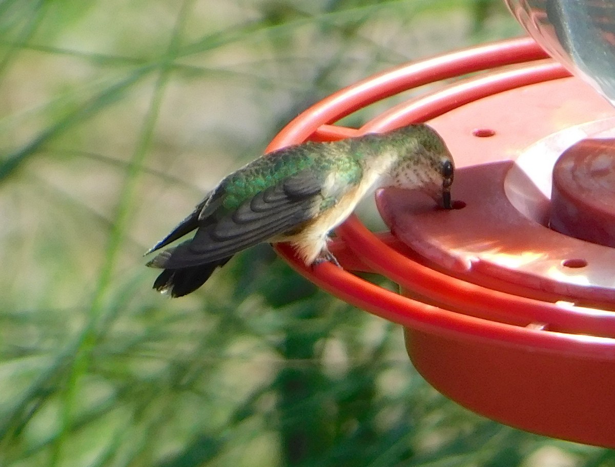 Calliope Hummingbird - Eric Hough
