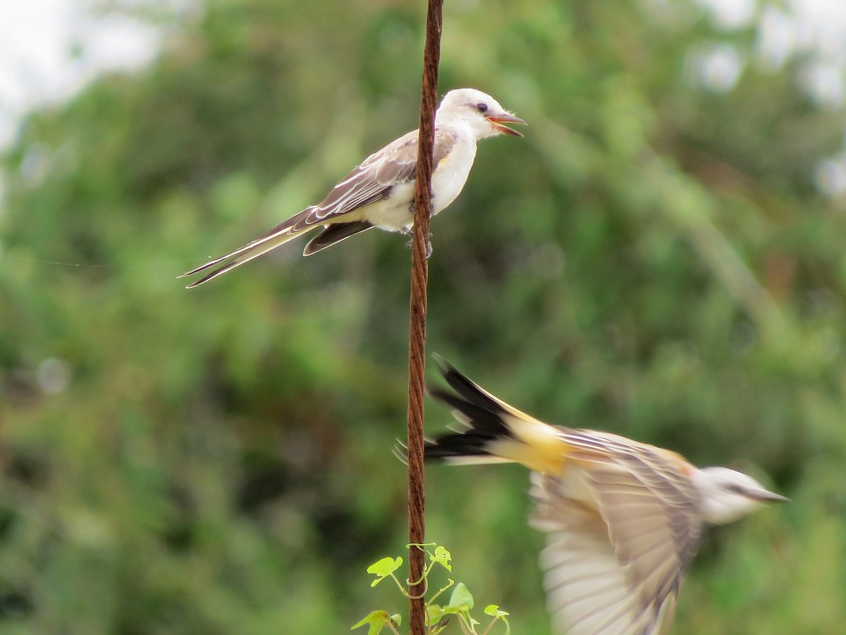 Scissor-tailed Flycatcher - John  Mariani