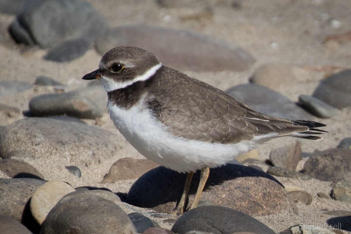 Semipalmated Plover - Skip Russell