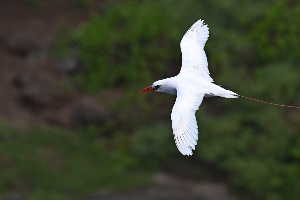 Red-tailed Tropicbird - Barry Blust