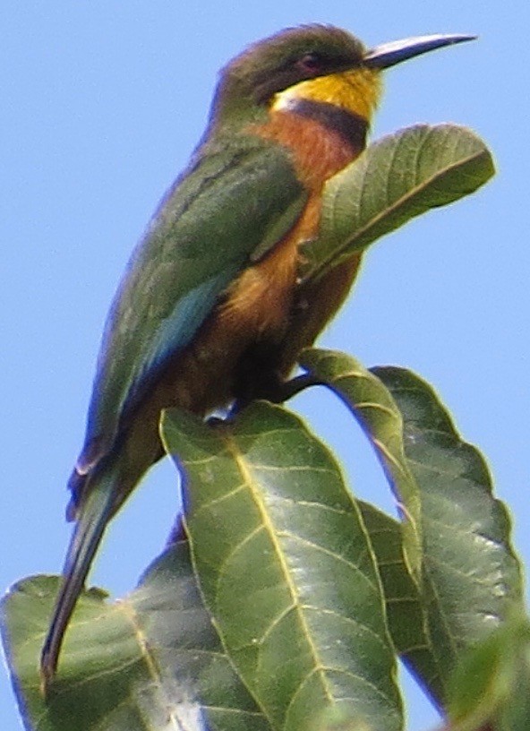 Cinnamon-chested Bee-eater - Teri Martine