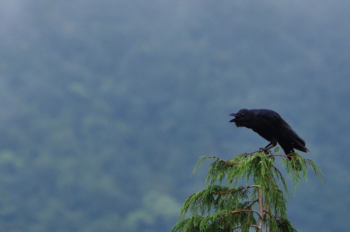 Large-billed Crow - ML113666181