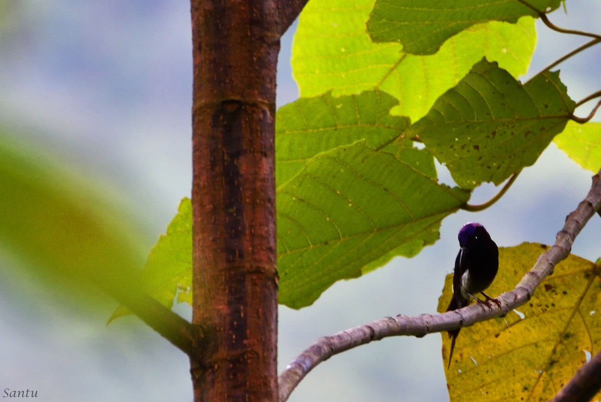 Black-throated Sunbird - samarendra Chowdhury