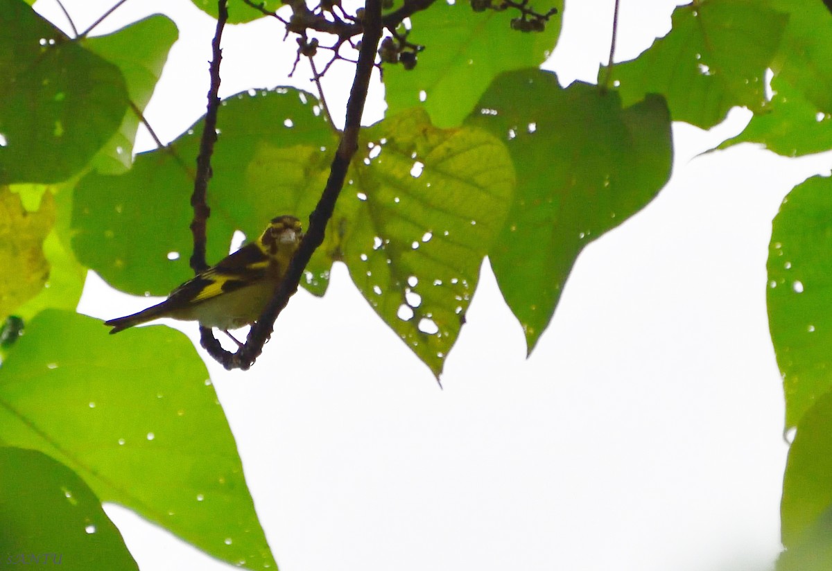 Yellow-breasted Greenfinch - samarendra Chowdhury