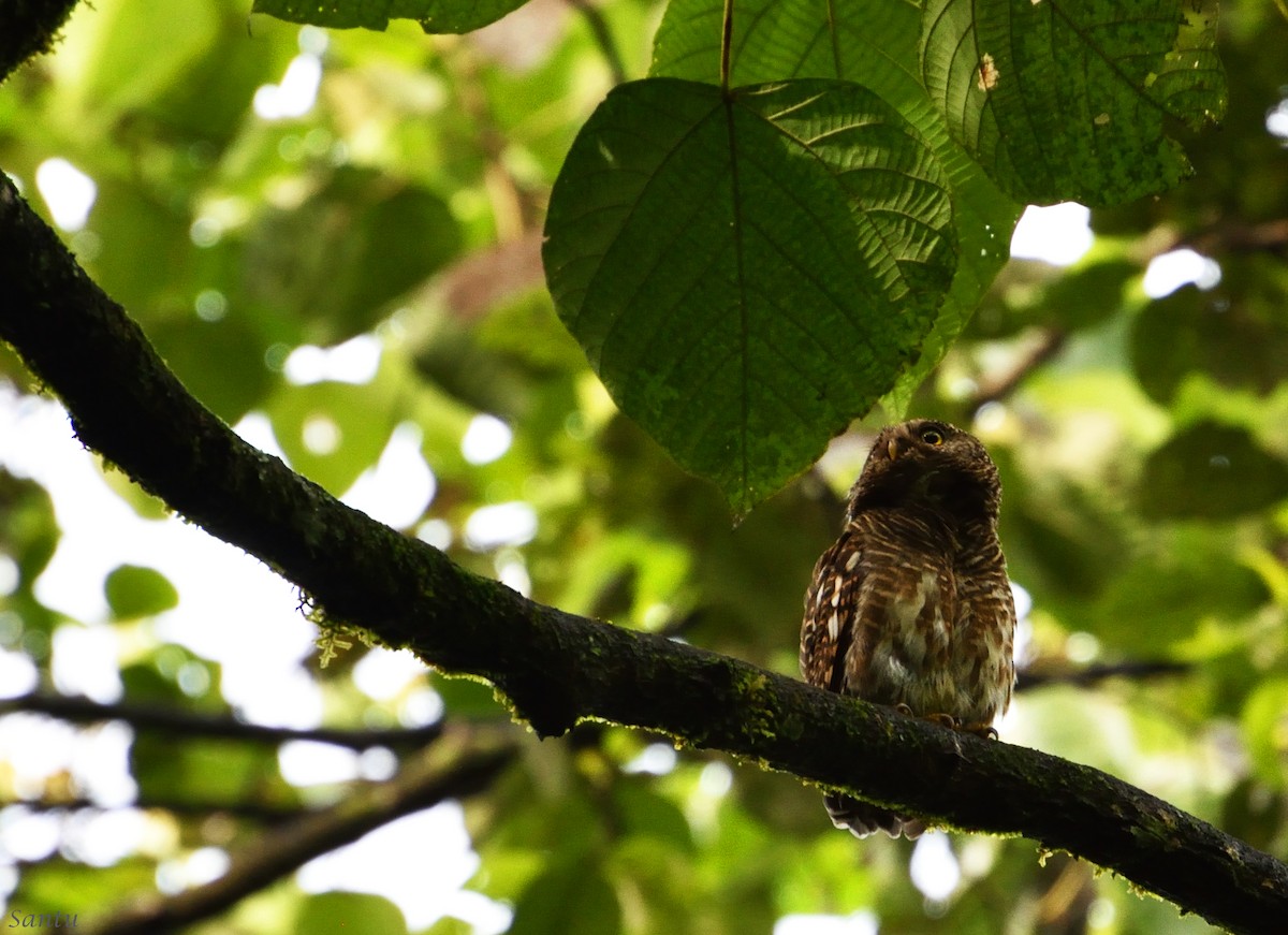 Asian Barred Owlet - ML113668161