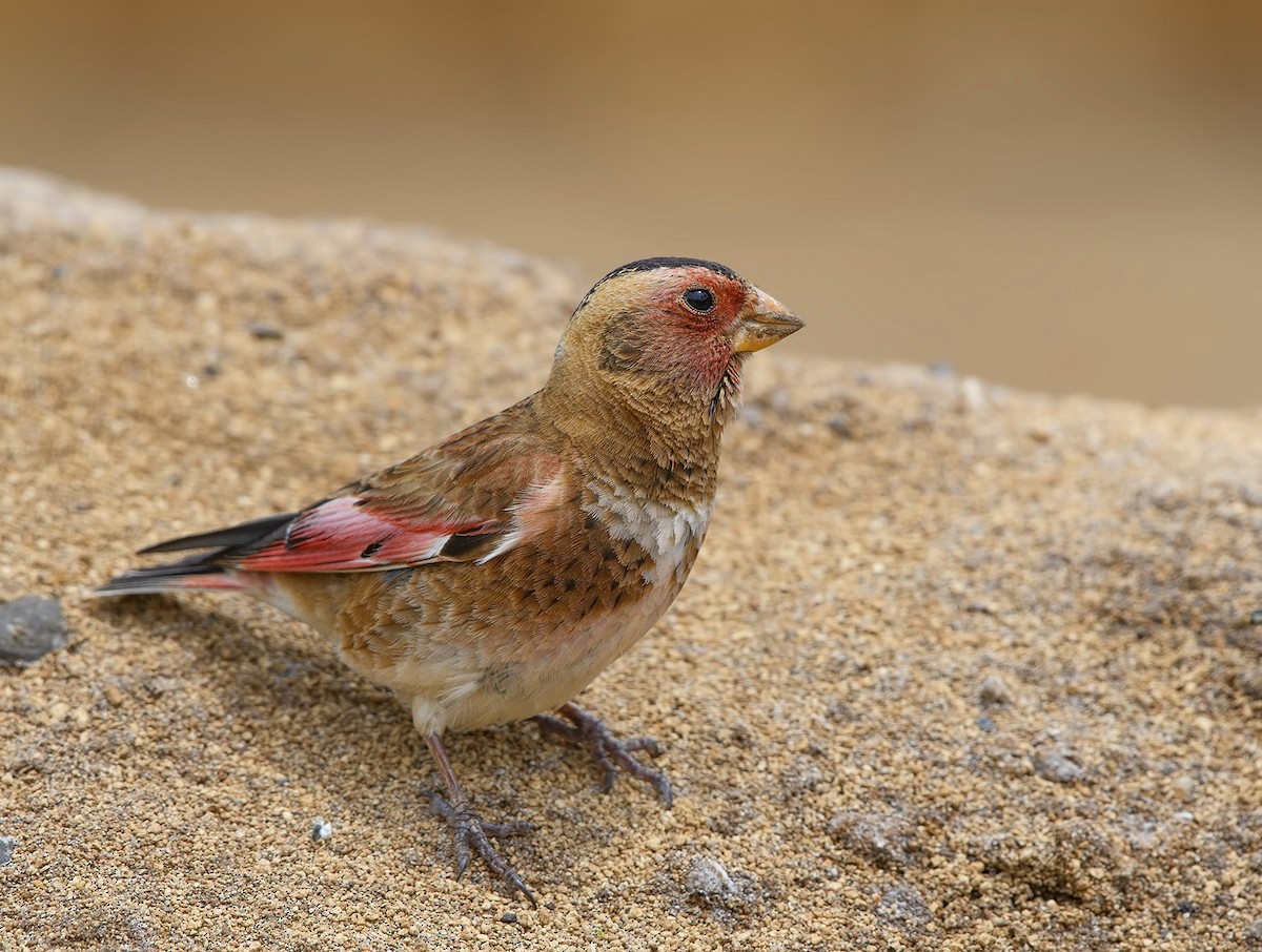 Crimson-winged Finch - ML113668471