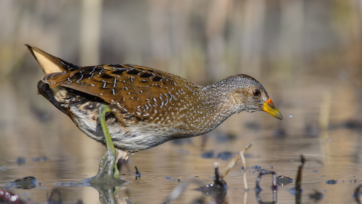 Spotted Crake - ML113668581