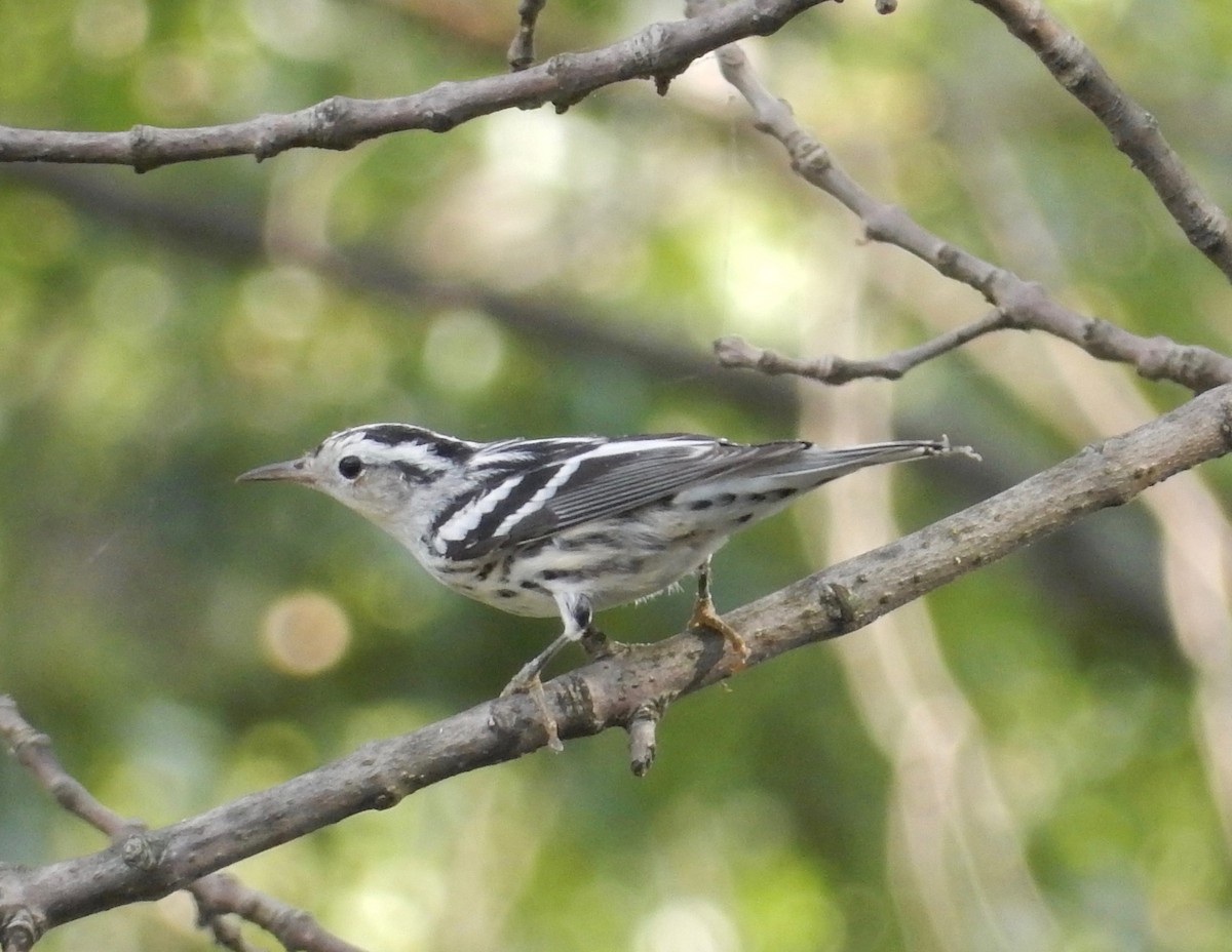 Black-and-white Warbler - Peter Paul