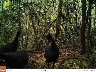 Plumed Guineafowl - Guttera plumifera - Birds of the World