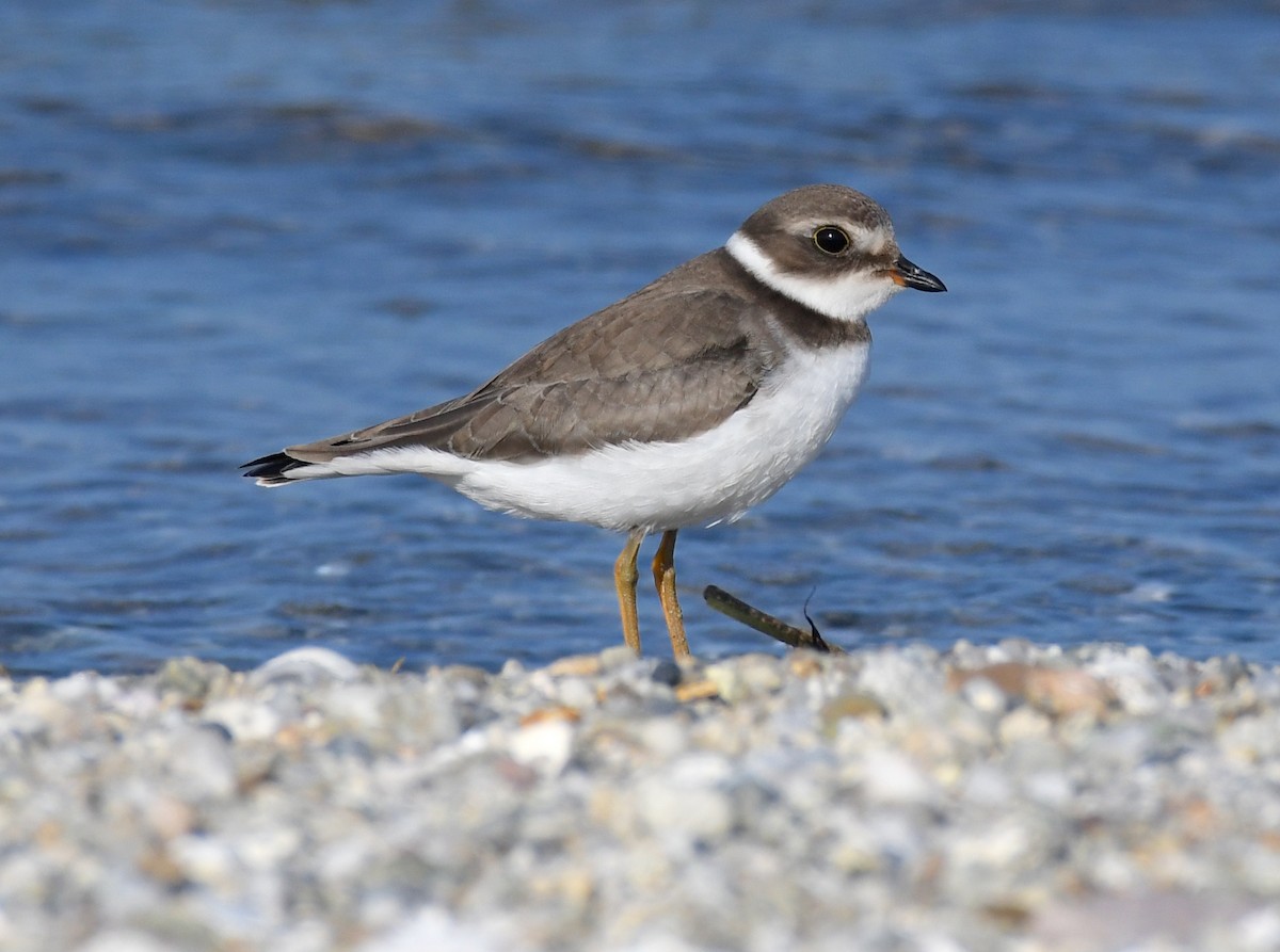 Semipalmated Plover - Timothy Spahr