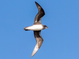 Herald Petrel - Pterodroma heraldica - Birds of the World