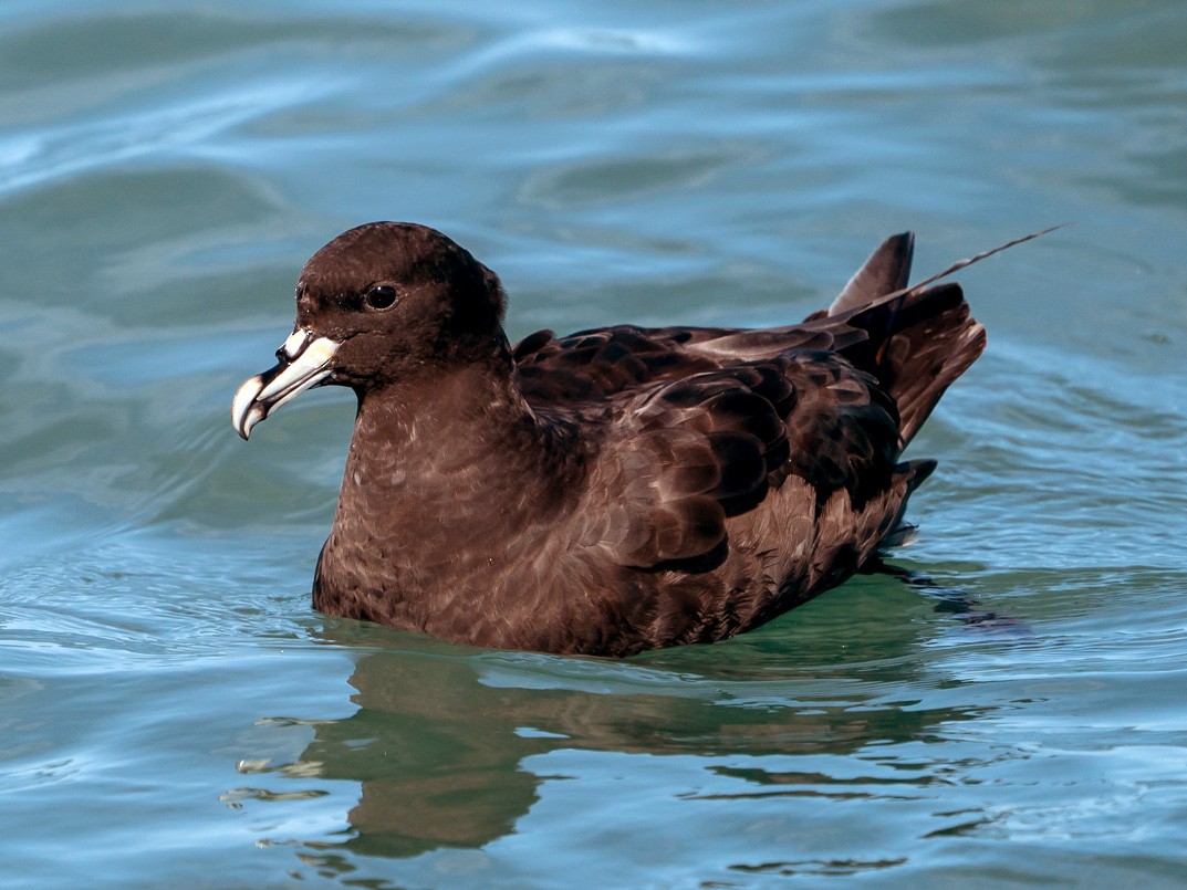 White-chinned Petrel - Joao Quental JQuental