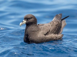 ノドジロクロミズナギドリ - eBird