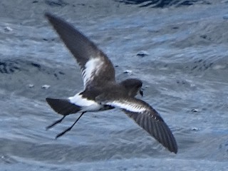  - Pincoya Storm-Petrel