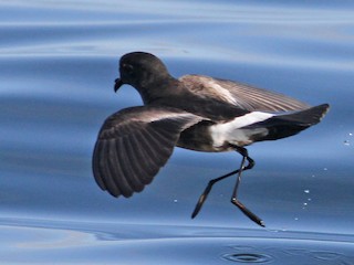  - Pincoya Storm-Petrel