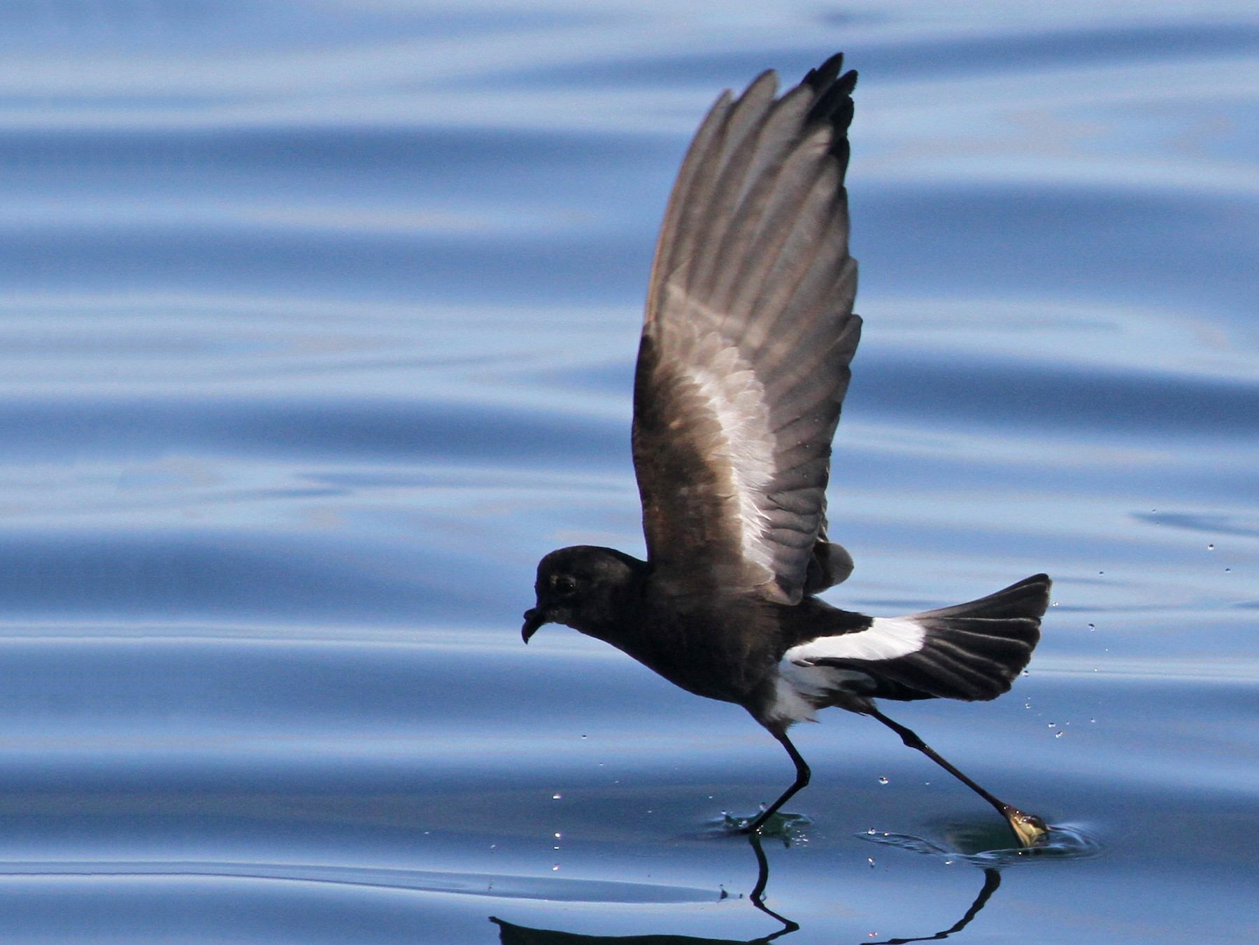 Pincoya Storm-Petrel - Jay Huila Balvin