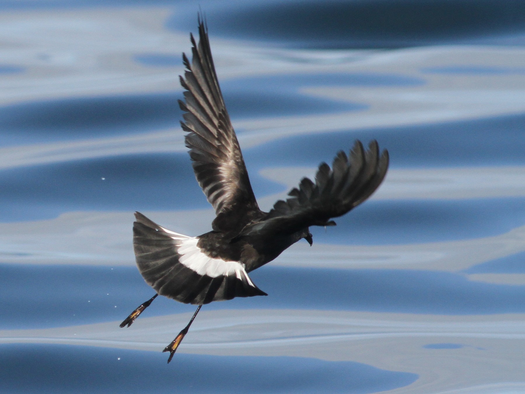 Pincoya Storm-Petrel - Jay Huila Balvin