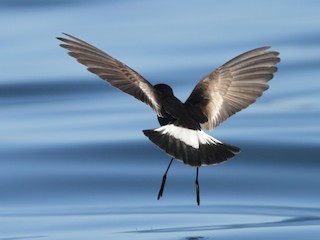  - Pincoya Storm-Petrel