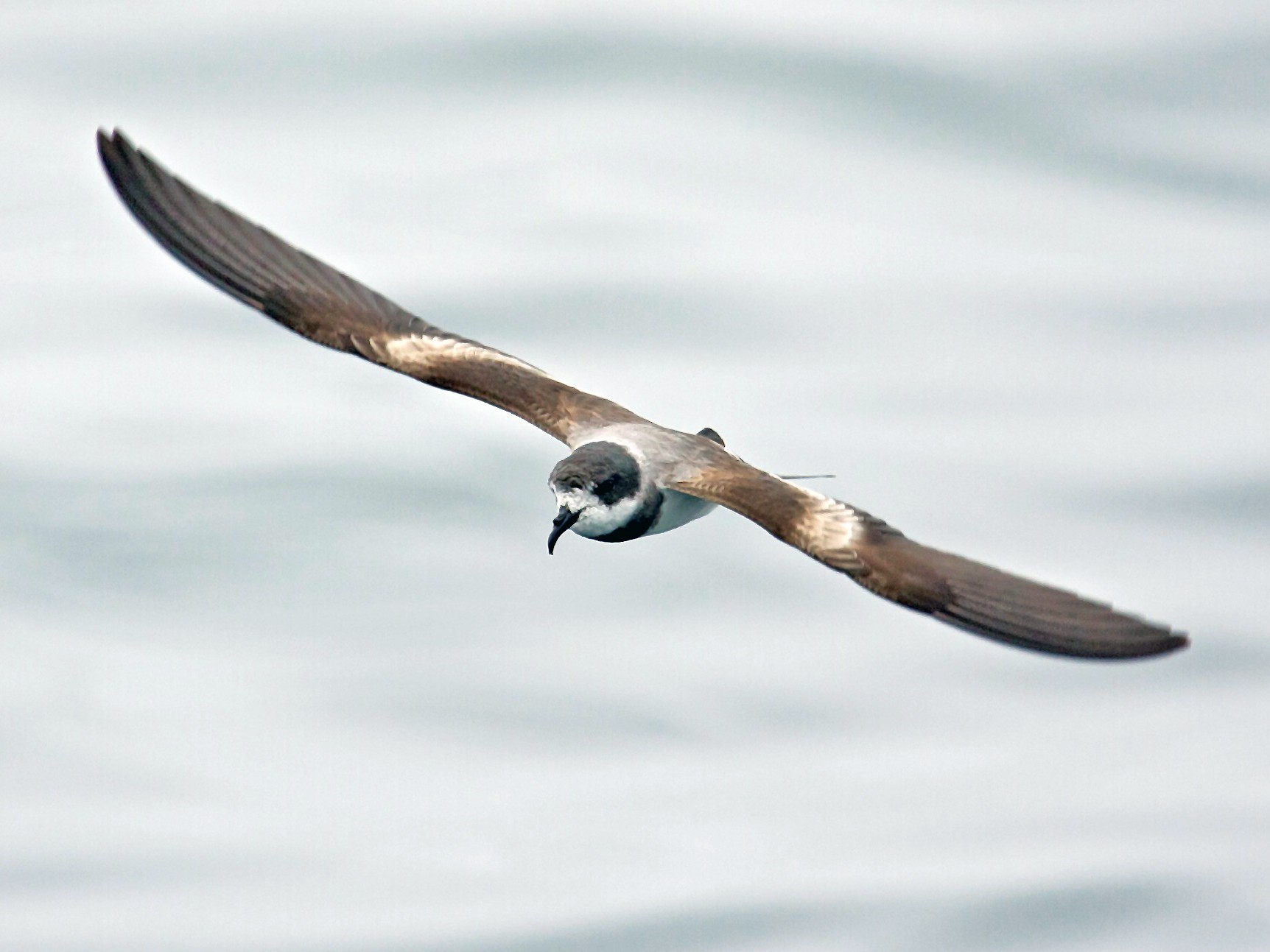 Ringed Storm-Petrel - Mike Andersen