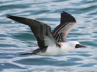  - Peruvian Booby