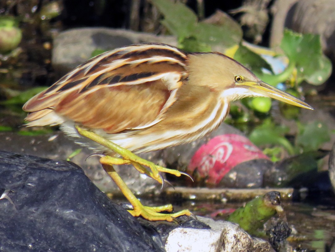 Stripe Backed Bittern Ebird