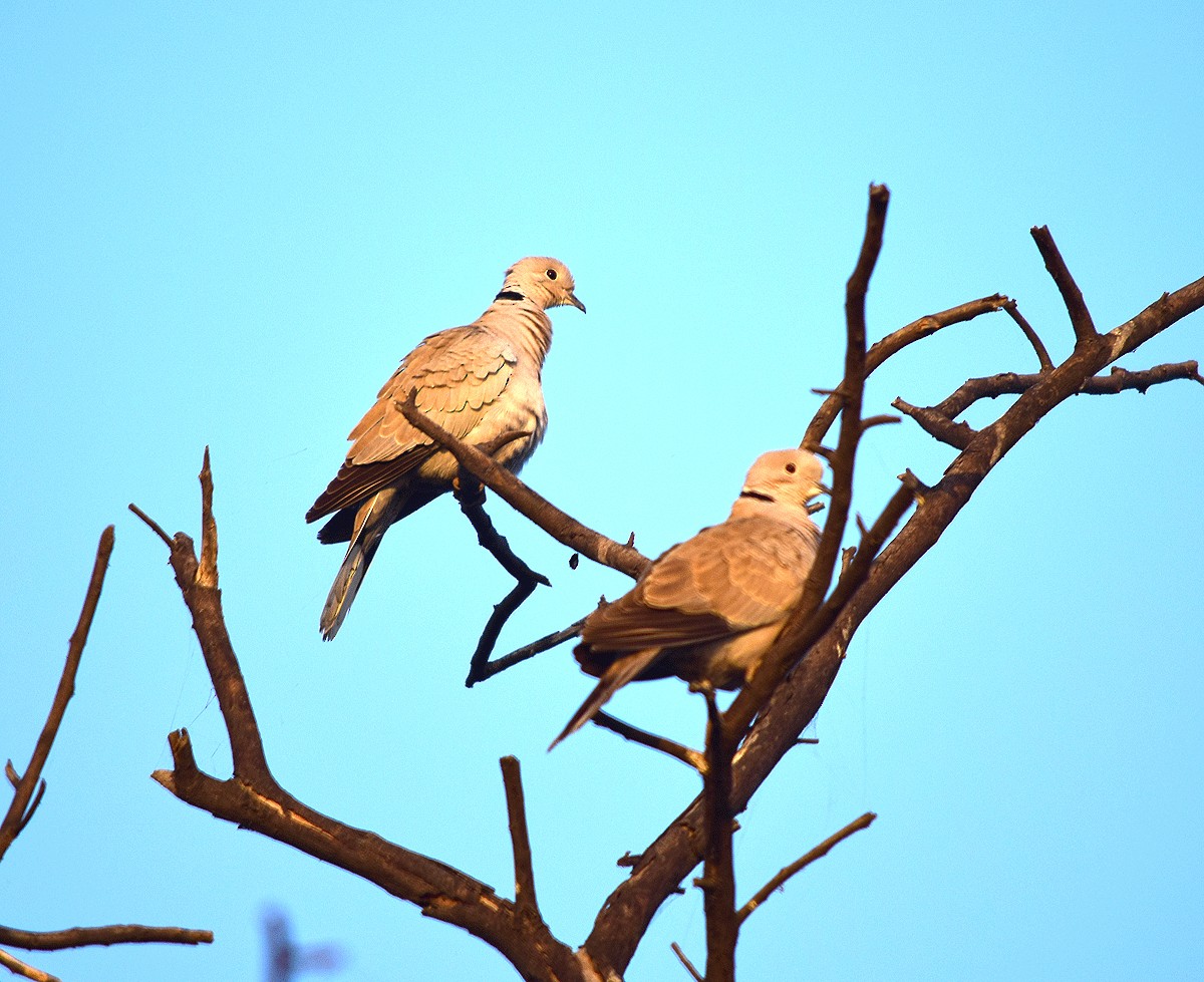 Eurasian Collared-Dove - Sudipta Nandy