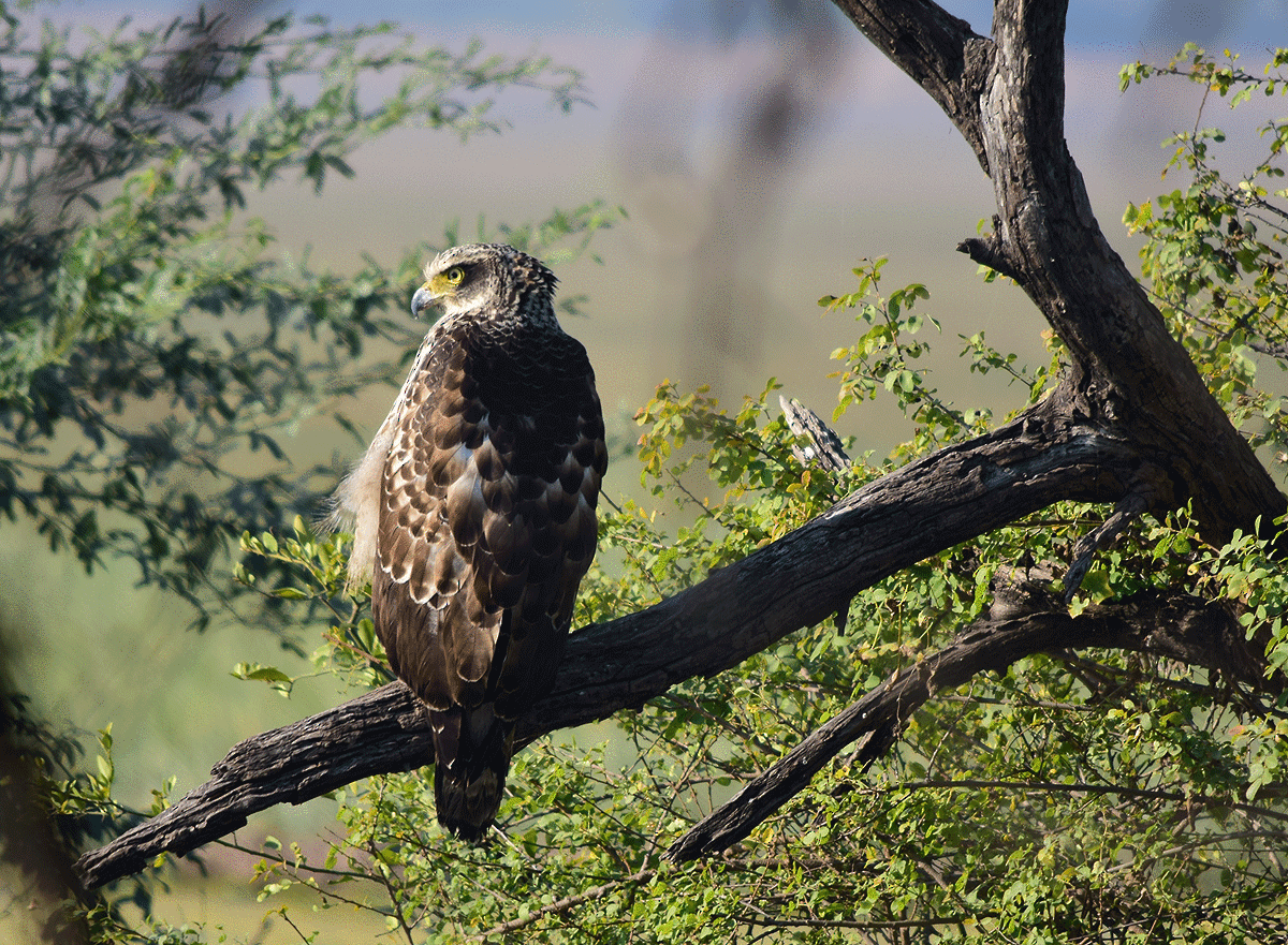 Crested Serpent-Eagle - ML113680621