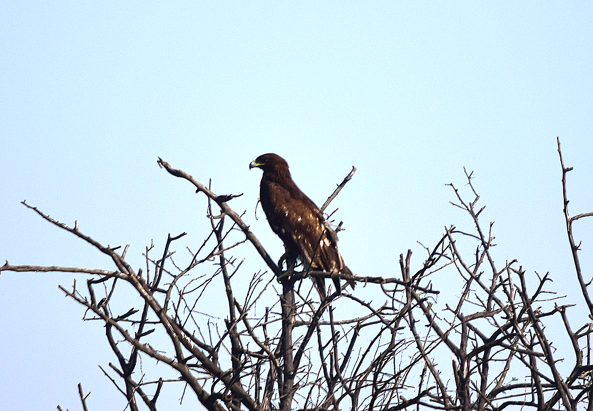 Greater Spotted Eagle - ML113680651