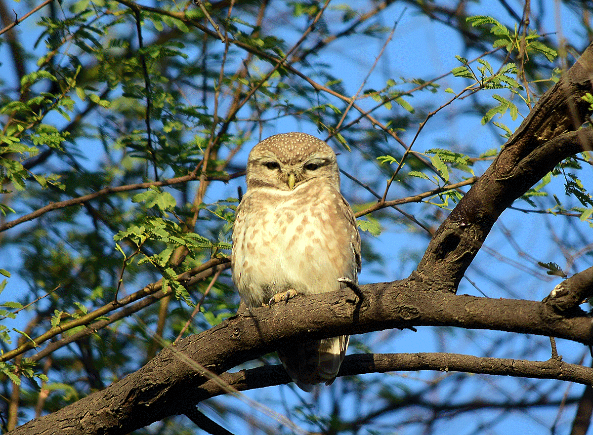 Spotted Owlet - Sudipta Nandy