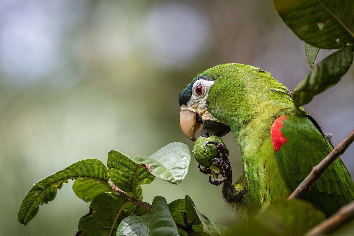 Red-shouldered Macaw Eden Fontes