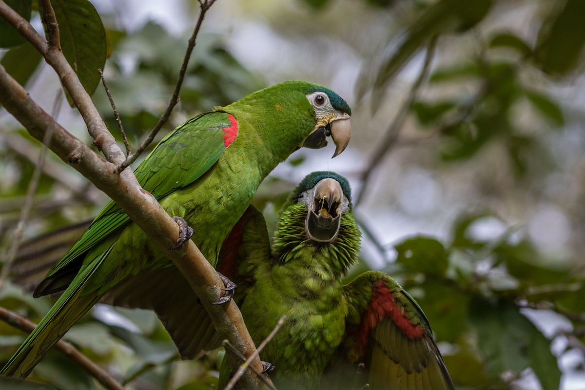 Red-shouldered Macaw - ML113682501