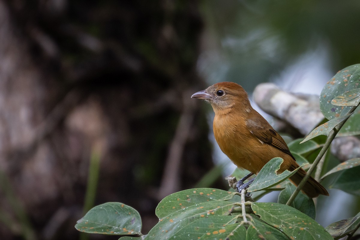 Flame-crested Tanager - ML113682681