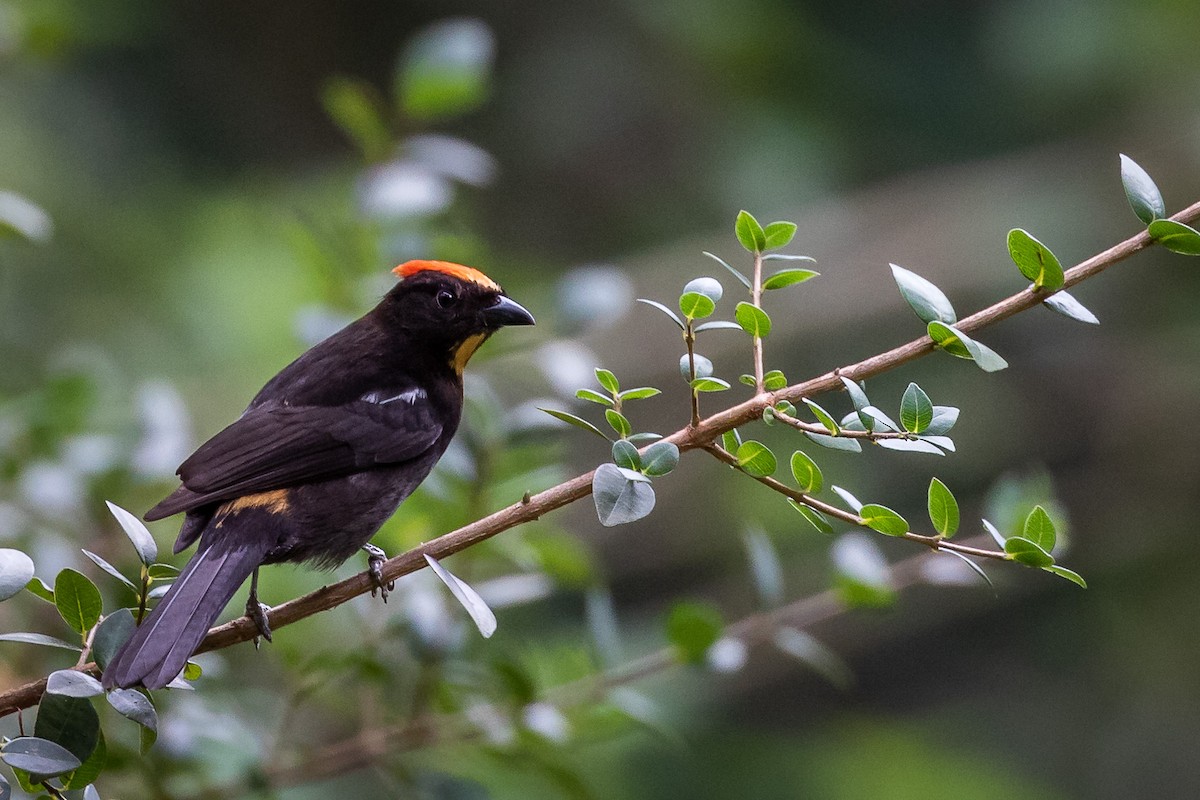 Flame-crested Tanager - ML113682691