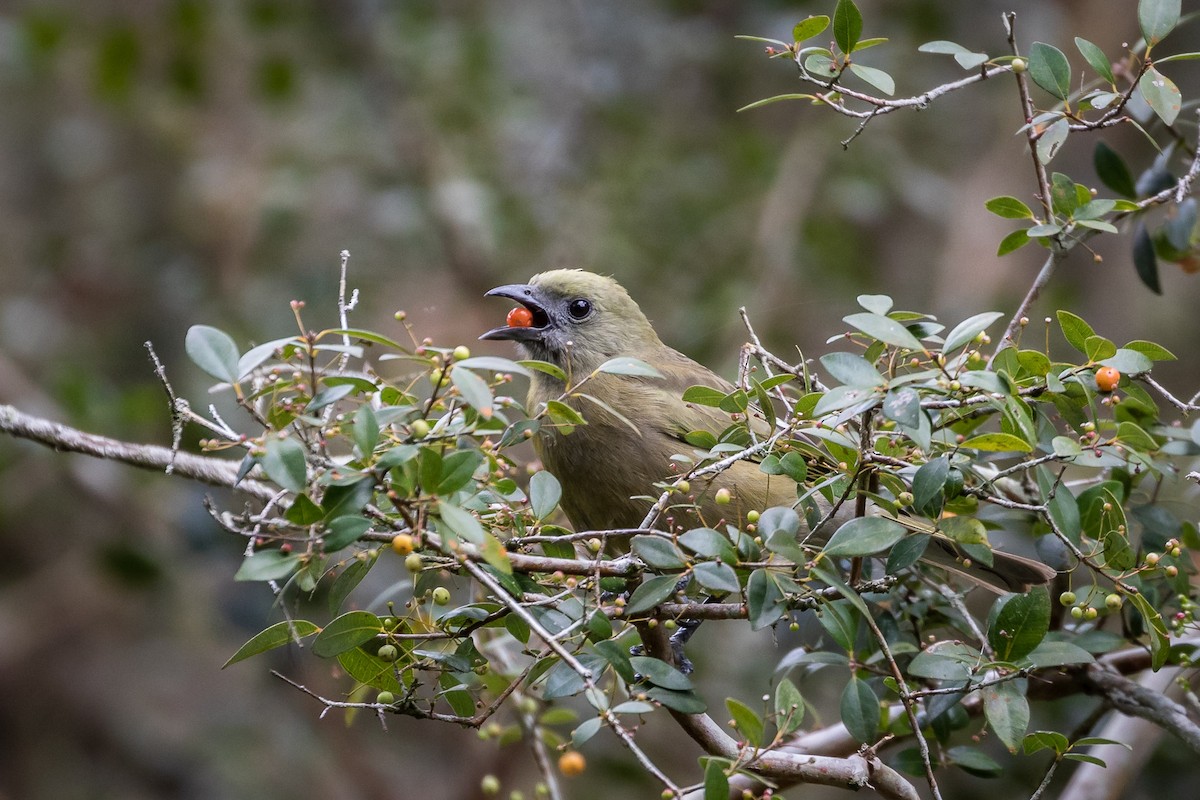 Palm Tanager - ML113682961