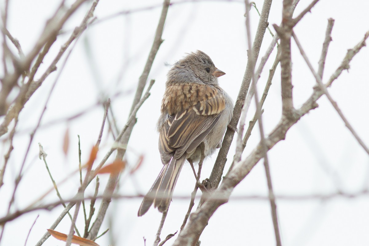 Black-chinned Sparrow - Justyn Stahl