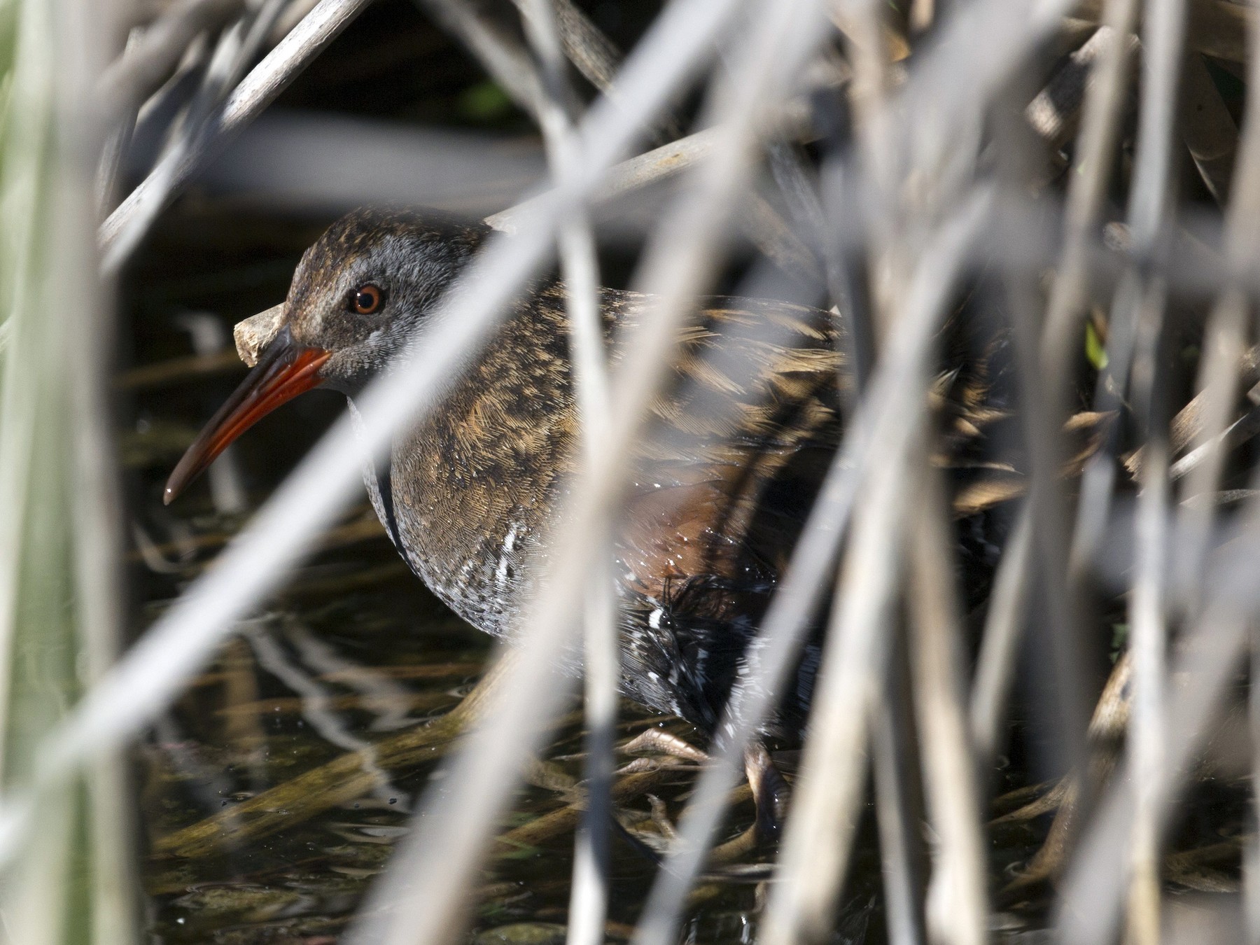 Râle austral - eBird