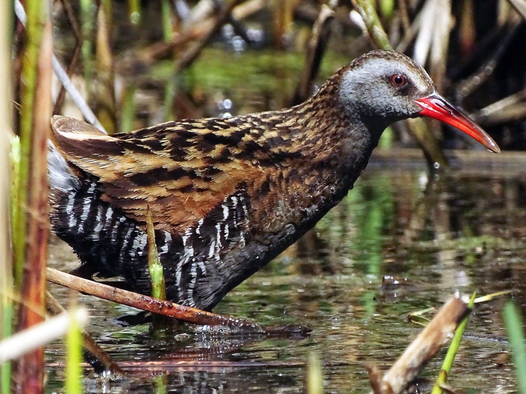 Austral Rail - Andrés de Miguel