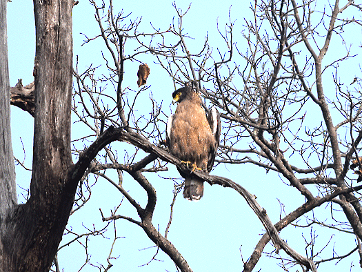 Crested Serpent-Eagle - ML113685221