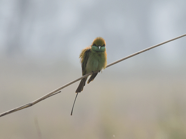 Asian Green Bee-eater - ML113685251