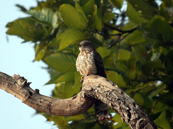 Common Hawk-Cuckoo - ML113685401