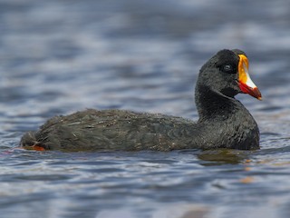 - Giant Coot