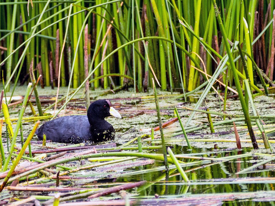 Slate-colored Coot - Forest Jarvis