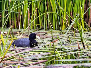  - Slate-colored Coot