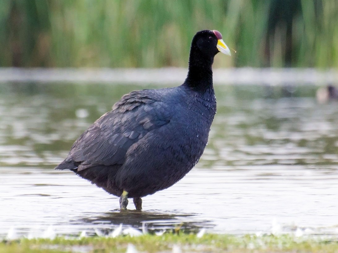 Slate-colored Coot - Rubén Barraza F - (REDAVES)