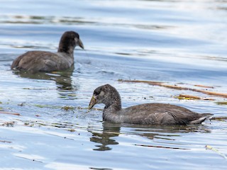  - Slate-colored Coot