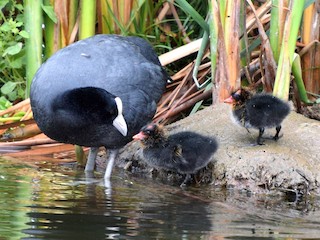  - Slate-colored Coot