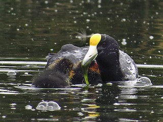  - Slate-colored Coot