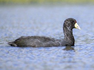  - Slate-colored Coot