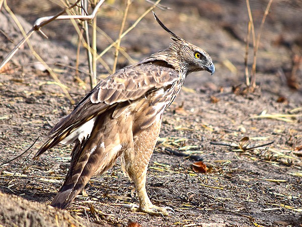 Changeable Hawk-Eagle (Crested) - ML113686391
